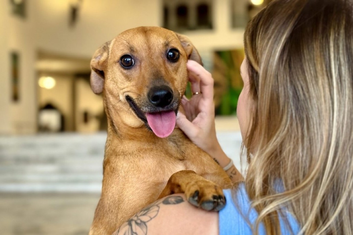 SP: nova lei autoriza enterro de pets em jazigos da família de tutores