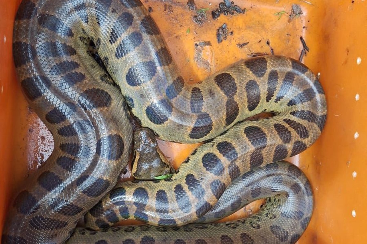 Sucuri de grande porte é resgatada em condomínio de Três Lagoas; veja vídeo