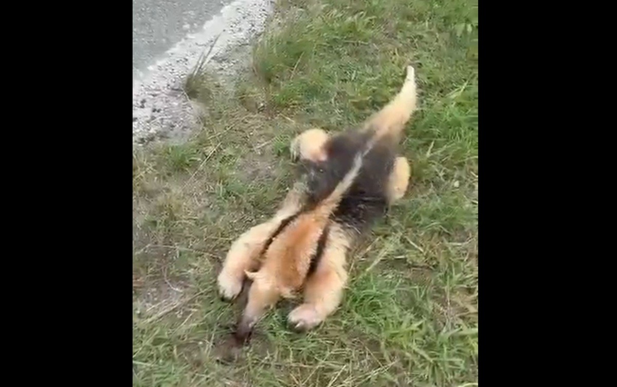 Tamanduá-Mirim Morto: Descubra o Que Aconteceu em Arraial do Cabo