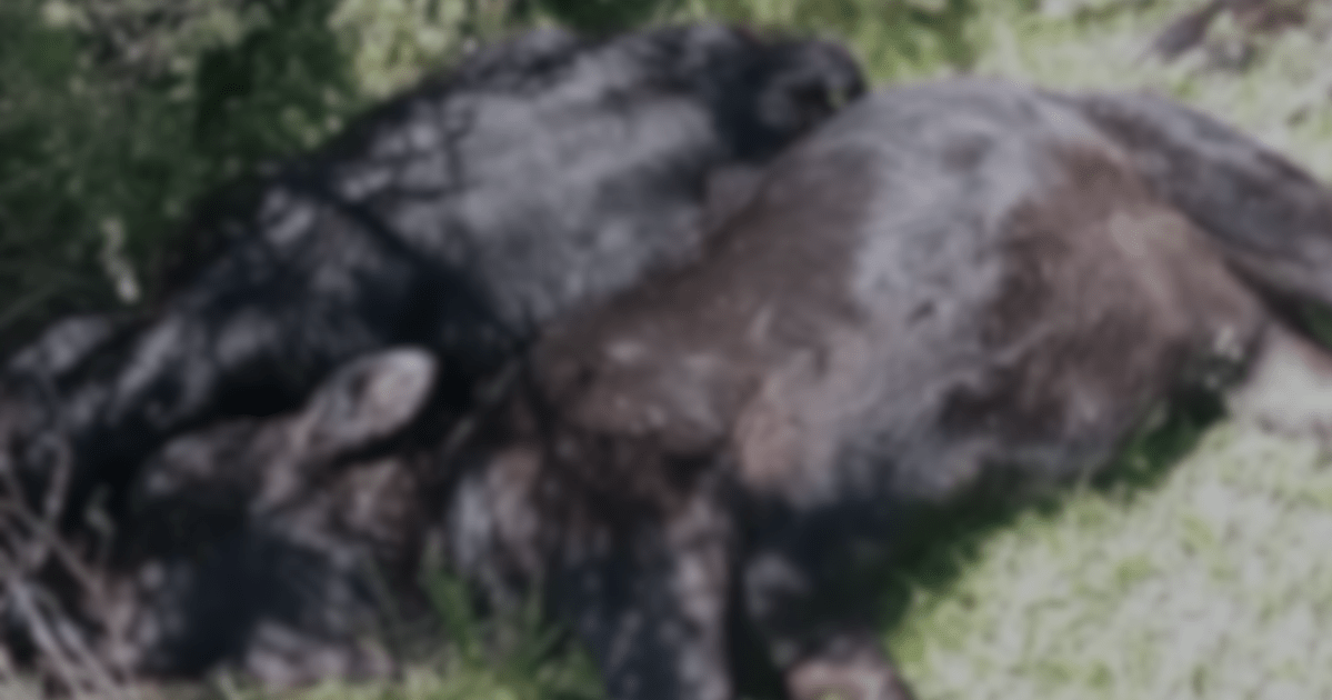 Temporal com raios mata 26 bovinos e causa prejuízo de mais de R$100 mil