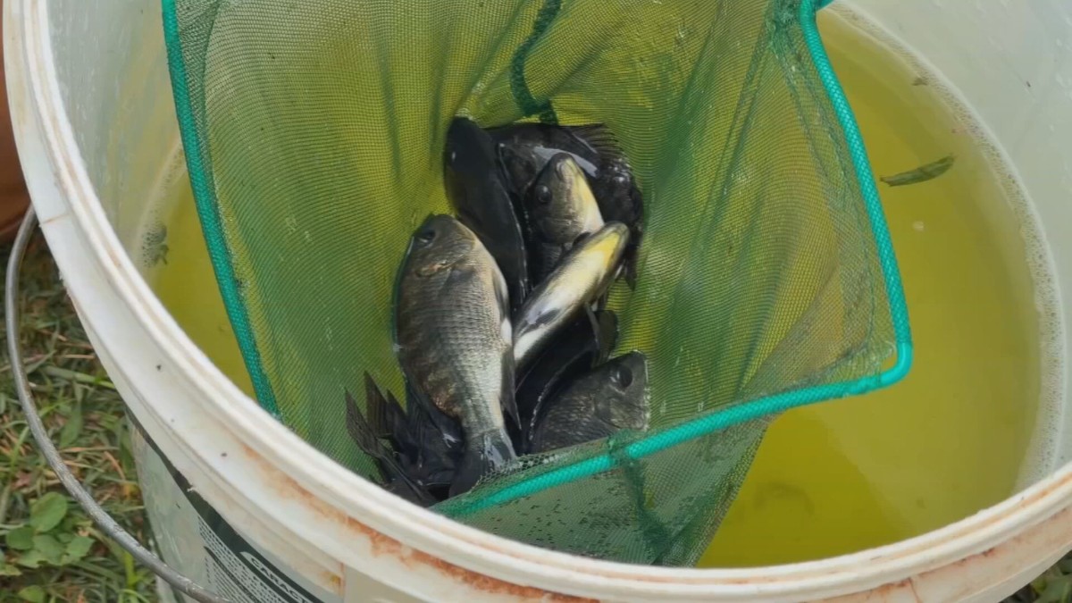 Tilápia em Alta: Investimentos em Tecnologia Impulsionam Produção no Interior Paulista