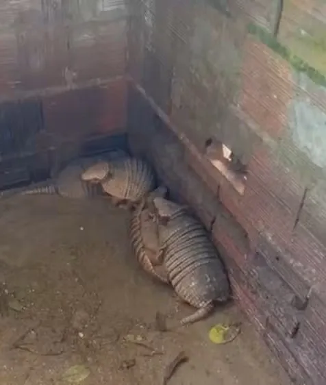 Traficante de Animais Silvestres é Autuado no Ceará: Descubra o Que Aconteceu