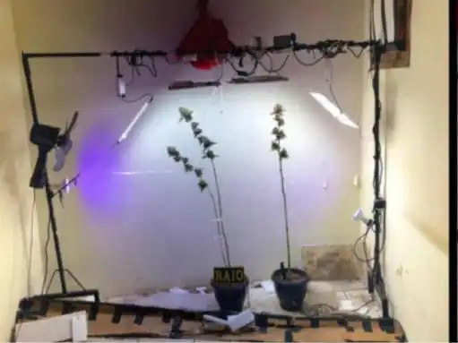 Tráfico de Drogas em Fortaleza: Homem Preso com Estufa de Maconha