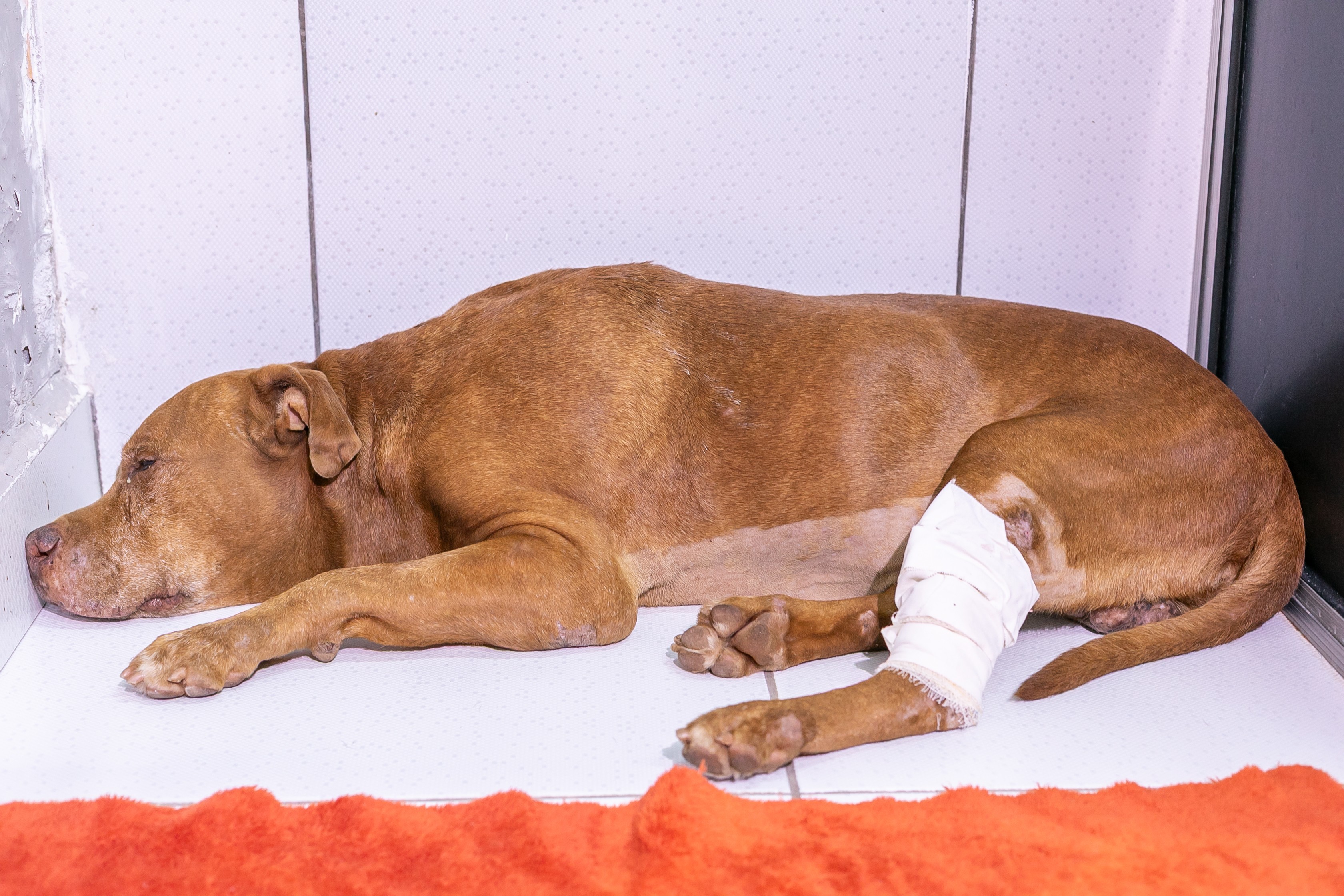 Tutor suspeito de enterrar pitbull vivo em MT se apresenta à polícia e dá depoimento contr