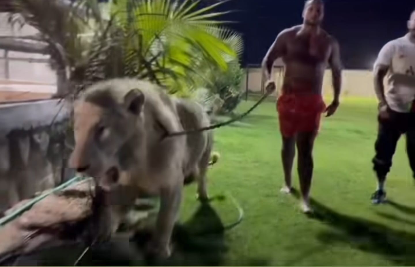 Tyson Fury anuncia retorno de aposentadoria, e rival o desafia ao lado de leão