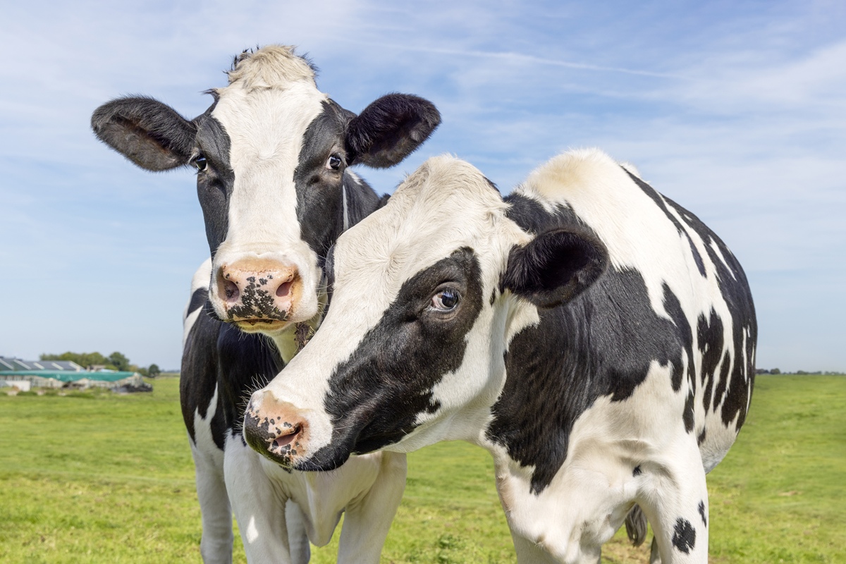 Vacas têm melhores amigas e não gostam de ficar sozinhas