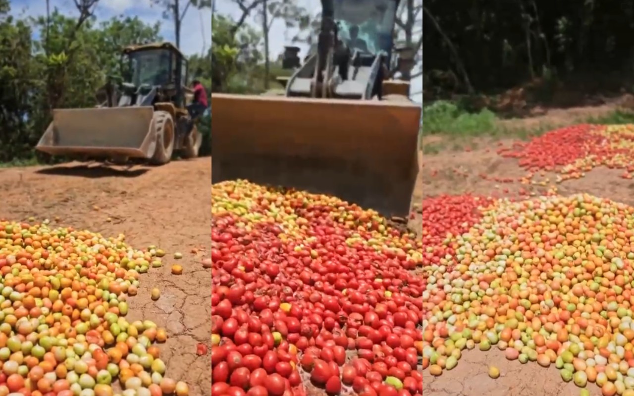 VÍDEO: produtor descarta carga de tomates no interior de SP