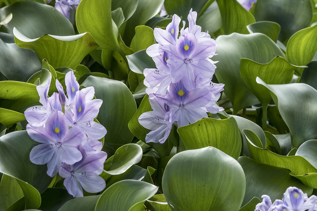 Yügüh: entenda como povos indígenas produzem sal a partir de planta