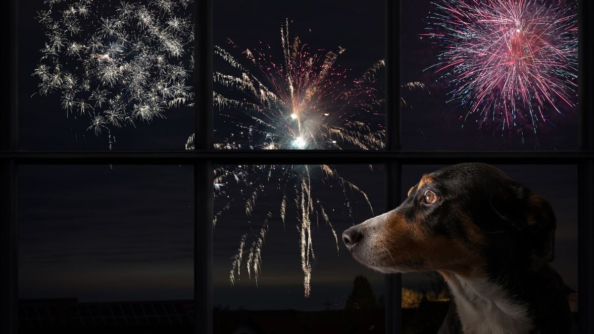 Por que cães e gatos temem fogos de artifício?