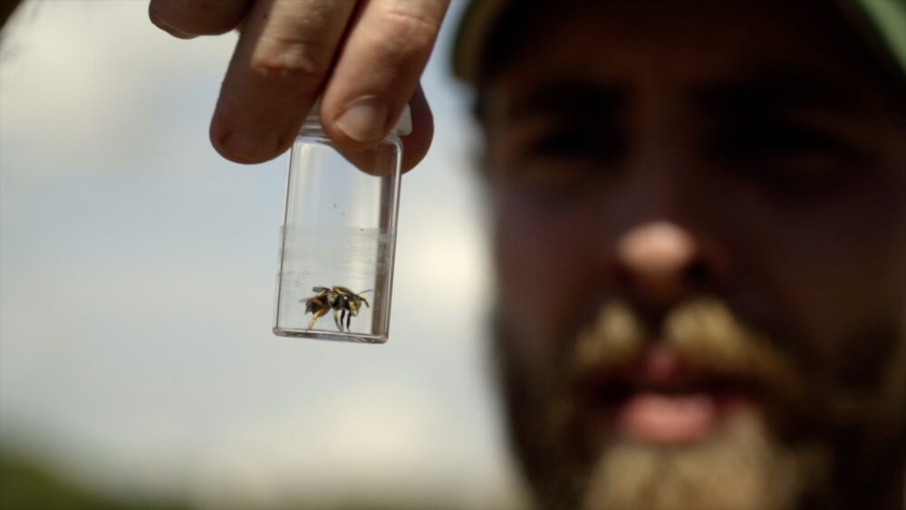 Documentário 'Silvestres' Mostra Como Criar Espaços para Polinizadores nas Cidades